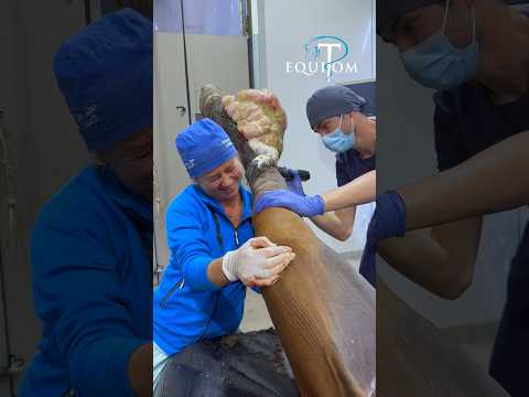 Les assistantes vétérinaires sont extrêmement fortes!! #horse