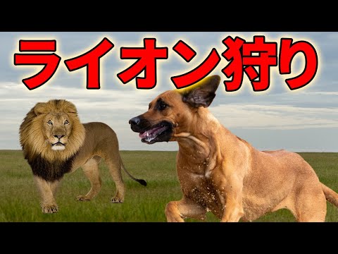 ライオンを狩る犬種「ローデシアン・リッジバック」とは！？【解説動画】