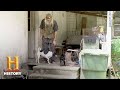 Gosht's Adventures with Puppies and Hogs
