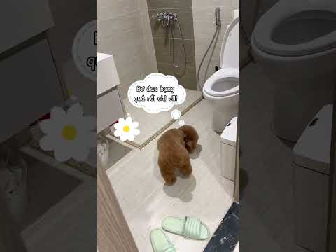 Bơ bị nhiễm khuẩn và ngộ độc bất ngờ :(
