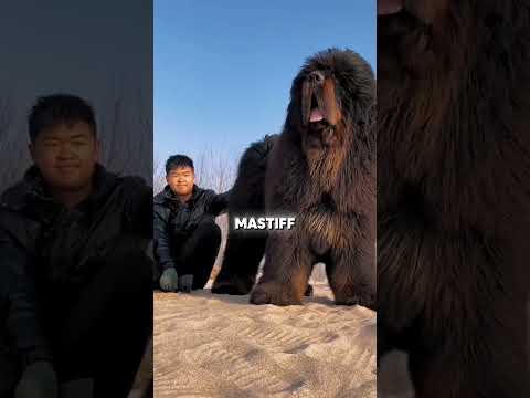 Top 5 Dog Breeds with the MOST INTIMIDATING Barks You Need to Hear