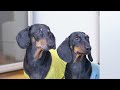 Mimicry in Animals and Its Benefits