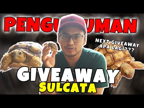 PENGUMUMAN PEMENANG GIVE AWAY SULCATA !!!