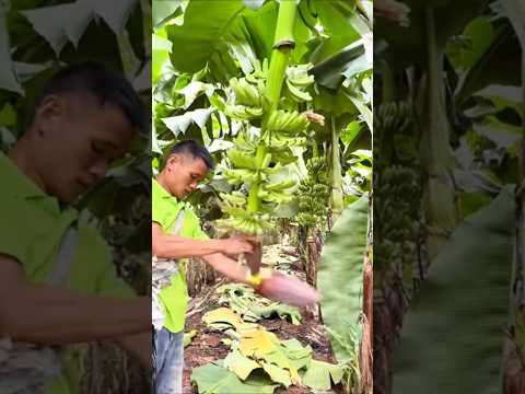 hasil positive #membuang #jantung #pisang