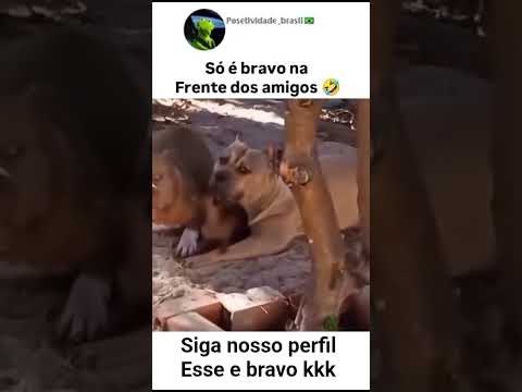 siga nosso perfil Esse e bravo kkkkkkkk