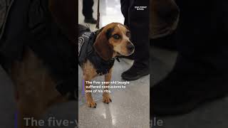 Freddie, a CBP beagle, returns to work after being kicked by traveler #Shorts