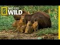 Capybara Family and Their Habitat