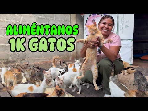 Alimentamos más de 1.000 GATOS 🐈‍⬛ 🥺❤️