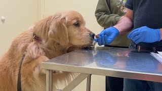 Golden Goes To The Vets For Sore Eye 