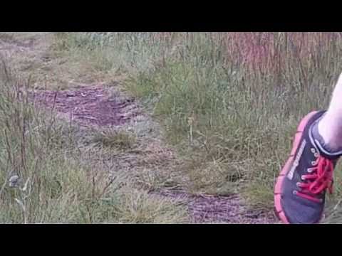 mary s peak 50k 25k trail running race
