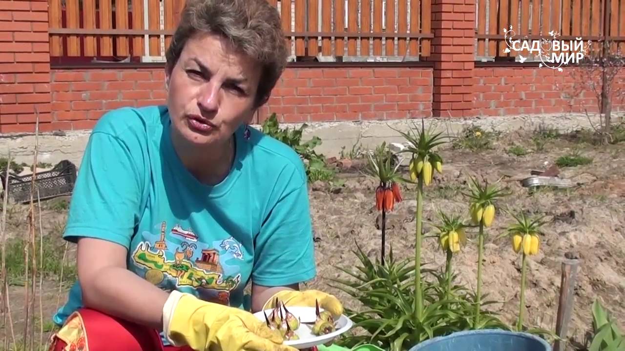 Как выращивать ацидантеру душистый гладиолус