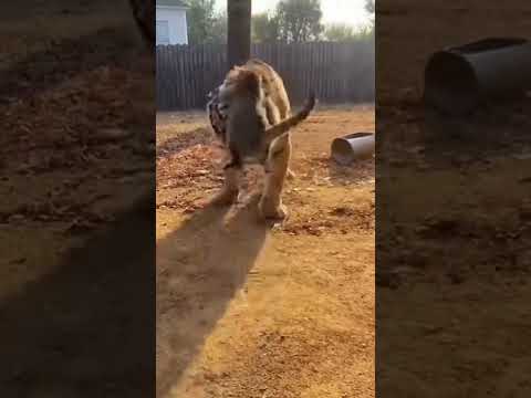 BRAVE Kitten SLAPS Huge Tiger! 😱 Who is the real boss? (AI Animation)