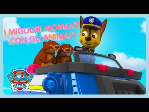 Raccolta di salvataggi di animali! | La squadra dei cuccioli | CARTONI PER BAMBINI | WildBrain
