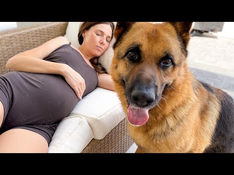 German Shepherd’s Sweet Reaction to Sleeping Pregnant Mom