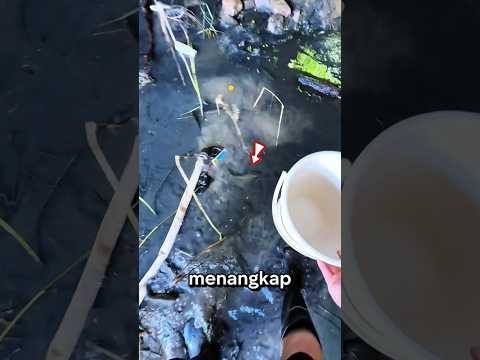 MENGALIRKAN GENANGAN AIR KE SUNGAI DAN MEMINDAHKAN IKANNYA!!