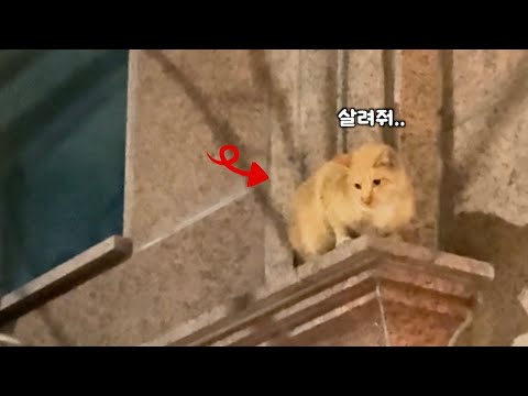 아파트 난간에 겨우 매달려있는 고양이 구조하기