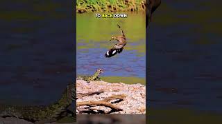 Fearless Birds Defend Their Eggs