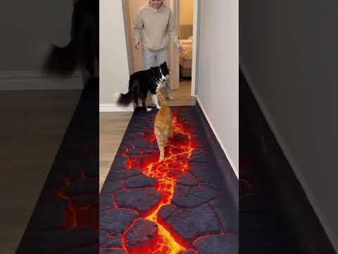 Who's the Smartest Pet?๐ The cat that doesn't believe in fake lava VS A dog that protects its owne