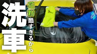 洗っても洗っても花粉がつくからやっぱり今日も洗車します！【スズキ スイフトスポーツ ZC33S】