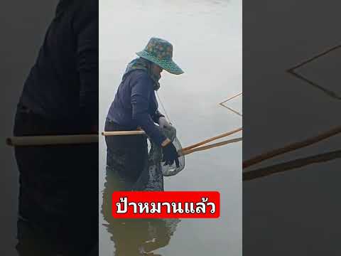 ยกยอหมานๆป้ายกทีได้ลุ้นตลอดภัตตาคารบ้านนาfishingหาอยู่หากินป phatta supasit ยกยอหมานๆป้ายกทีได้ลุ้นตลอดภัตตาคารบ้านนาfishingหาอยู่หากินป