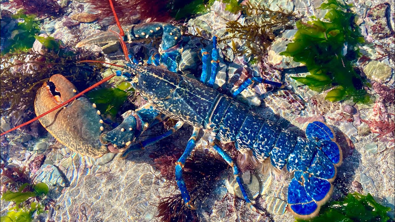Coastal Foraging in Tidal Pools - Lobsters, Crabs and Sea Creatures in Rockpools - The Fish Locker
