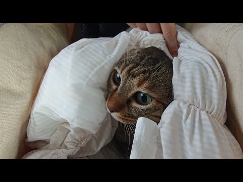 夜になるとたくさん鳴いてしまうりんちゃんを病院で診てもらいました