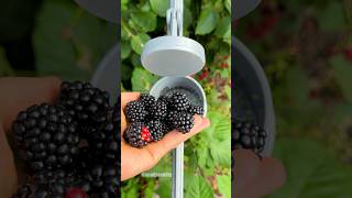 Faster way to make jam! 😋