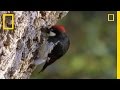 Acorn Woodpeckers and Their Hoarding Behavior