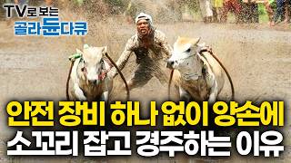 1년 중 이 시기에만 볼 수 있는 인도네시아의 전통 행사｜오디세이 헬리오스도 감탄할 소 경주｜세계테마기행｜#골라듄다큐