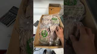 ปลาหมึกผ่าใบโพ