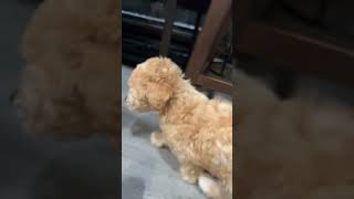 🥰😍OMG CUTE PUPPIES