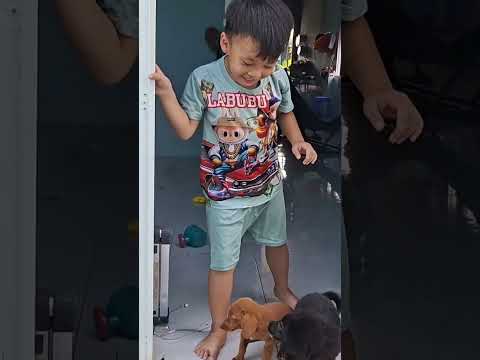 Chuột Đòi Bắt Thêm Con Chó Nữa #shorts #ngocdieuvlog123