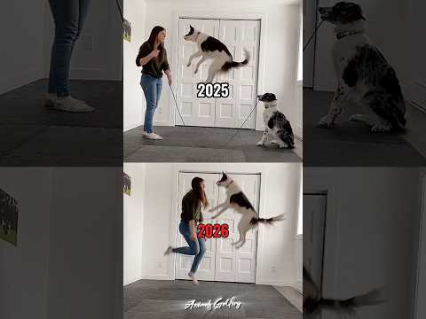 Dogโs Life is Shorter ๐ #dog #doglife #dogshorts #dogvideos #shorts