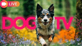24/7 Variety Stream for Dogs to Watch | Relax My Dog Relaxation Stream
