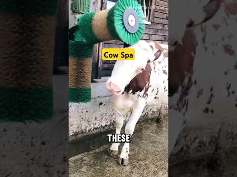 This is basically spa for cows #nature #cows #cowbrush