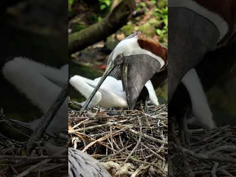 Pelican chick stuffs little head in Mom's mouth to feed.