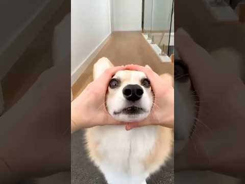 #puppy #funny #cutedog #pets #cute