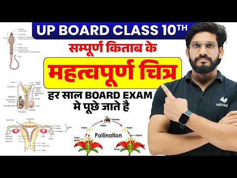 Class 10th Science Most Important Diagrams Revision | UP Board Exam 2025