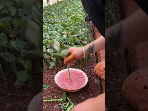 Nói chung là quá đỉnh #hoahồng #rose #cácloạihoahồng #bonsai