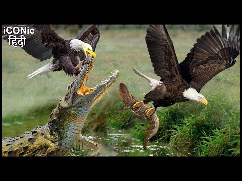 ईगल ने मगरमच्छ के बच्चे को चुरा लिया | Eagle Dive into River to Steal Crocodile's Baby