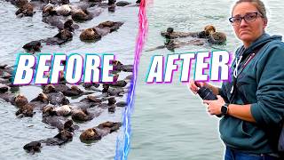 Can Scientists Solve the Strange Case of Oregon's Missing Otters?
