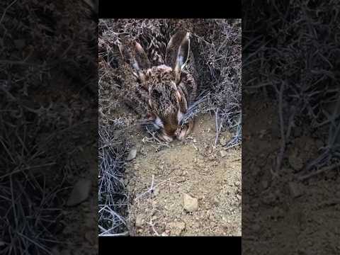 "Идеальный камуфляж: спрятавшийся кролик в дикой природе"#chasse #rabbit #охота #hunting #hunt