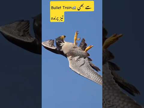 World’s fastest bird peregrine falcon | #facts #shorts