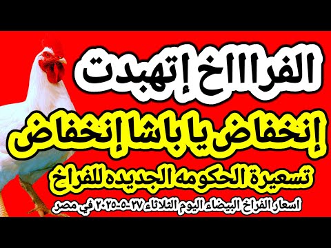 اسعار الفراخ البيضاء اليوم/ سعر الفراخ البيضاء اليوم الثلاثاء ٢٧-٥-٢٠٢٥ في مصر جمله وقطاعي