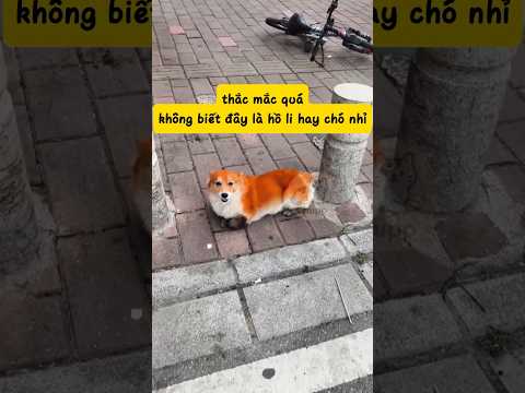 LÚ LÚ CÁI ĐẦU #funny #entertainment