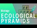Ecological Pyramids and Their Functions