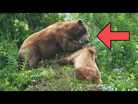 Mother Defends Cubs From Giant Male, Alaska (Full Unedited Footage)