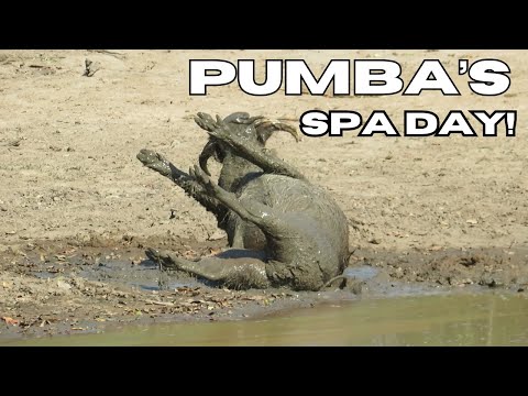 MUD BATH BLISS| Pumba's Spa Day