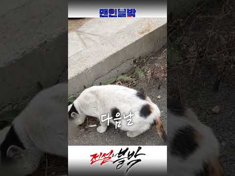 복덩이야 복덩이 Lucky Meow #shorts #dashcam #맨인블박 #블랙박스