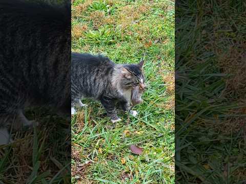 Catching Rats With My Cats For The Chickens!! #barncats